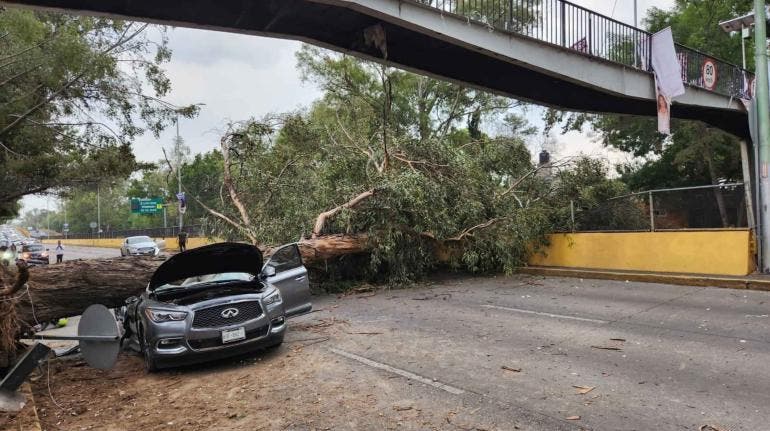 Rio Churubusco arbol auto CDMX