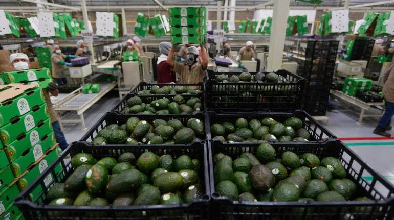 Aguacate