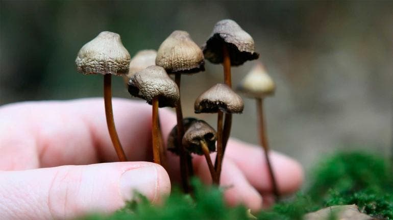 Hongos alucinógenos