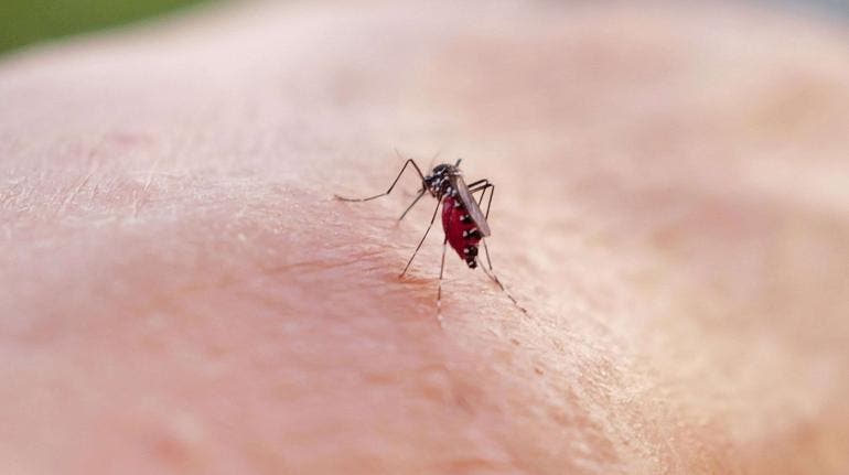 Nuevo León registra primera muerte por Dengue