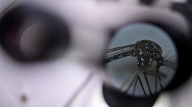 El dengue cubrirá la totalidad de México para 2039, prevé un estudio