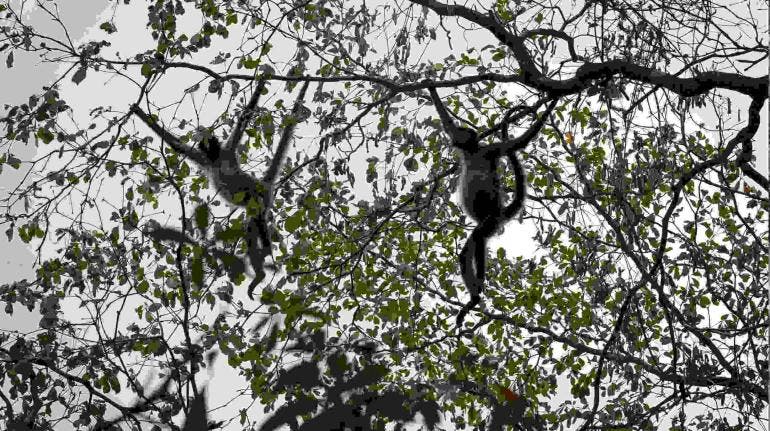 La selva maya de Guatemala registra pérdidas incalculables tras 62 días de incendios