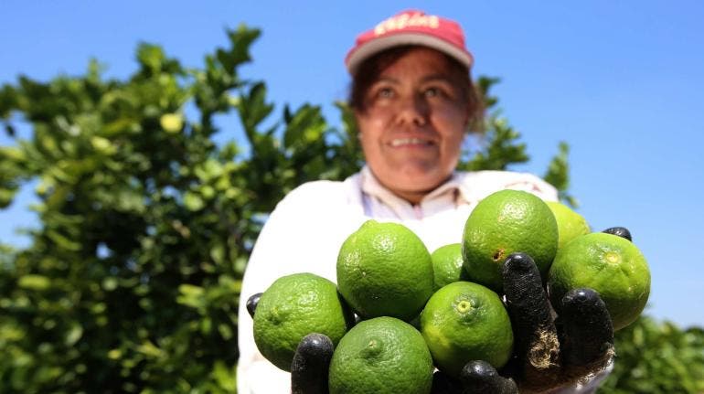 produccion agroalimentaria SIAP Mexico