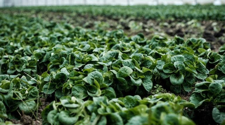 Agricultura