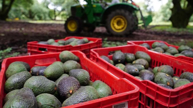 Anpec aguacate violencia