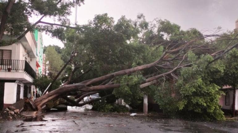 arbol cae Vasco Quiroga GAM