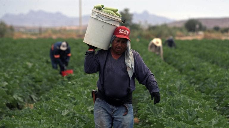 Chihuahua agricultores hortalizas innovan