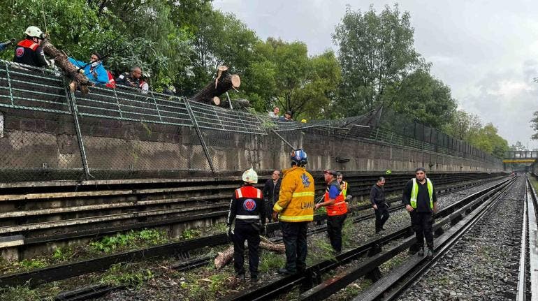 Linea 5 Metro retiran arbol