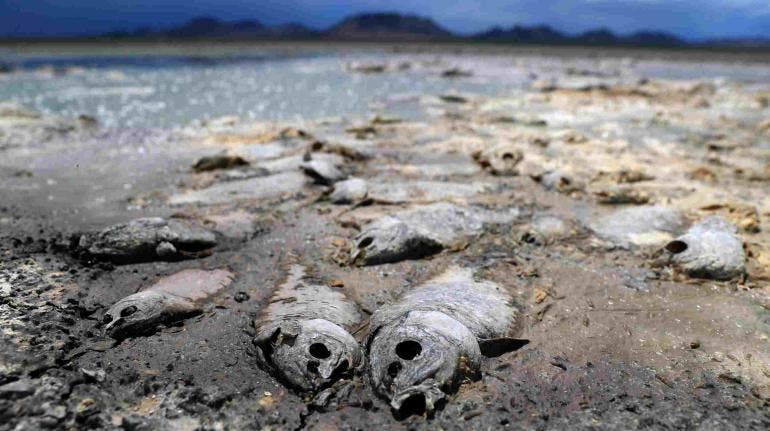 Falta de lluvia seca tres lagunas y mata miles de peces en Chihuahua 