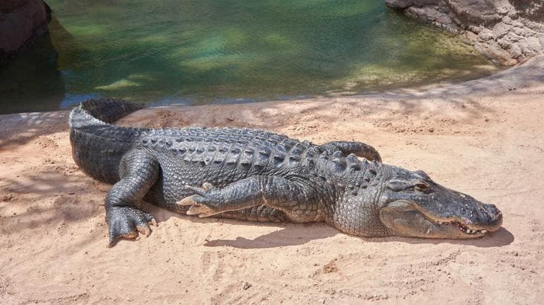 cocodrilo restos humanos Australia