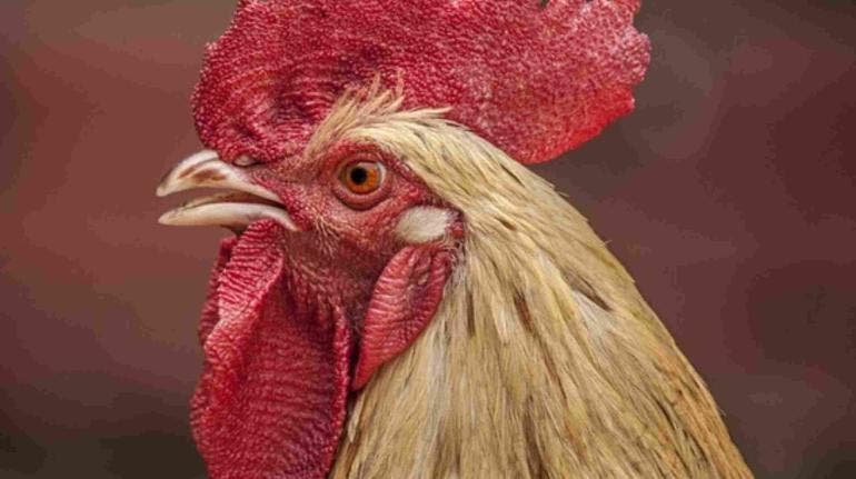 Gallo en metro