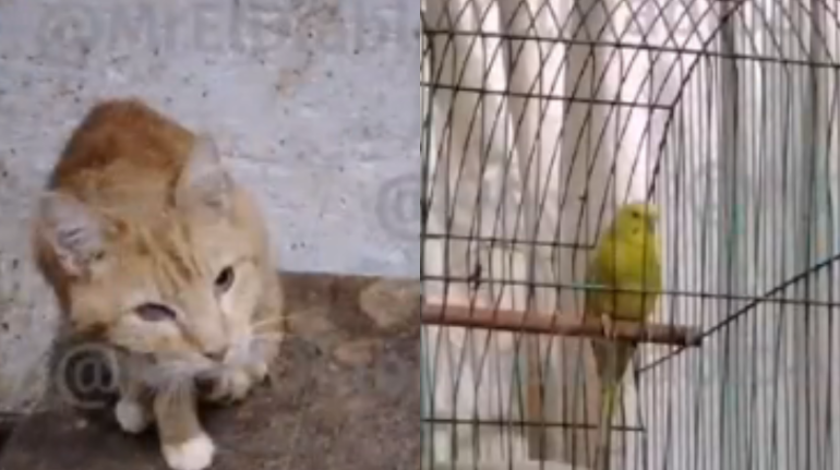 Maltrato animal