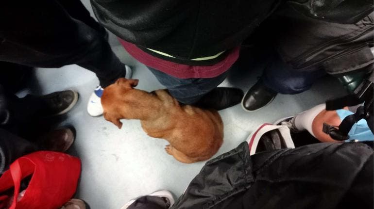 Perrito