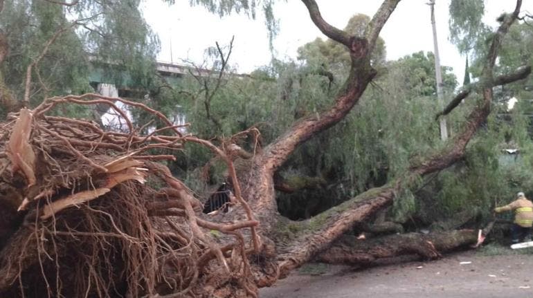 Árbol cae en Atlampa