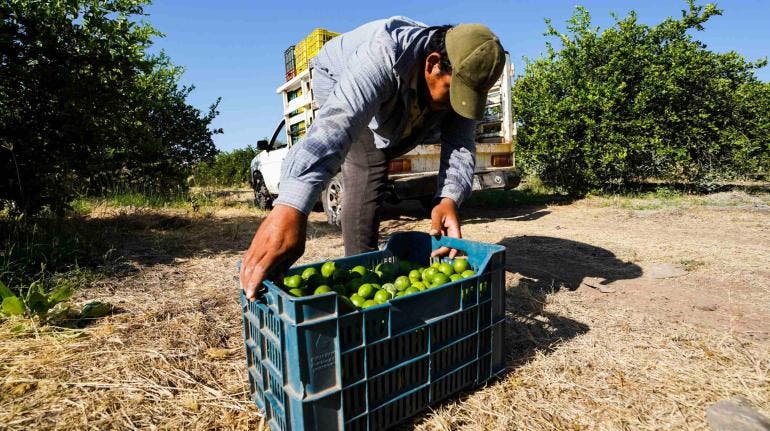 gobierno Michoacan asume control mercado limonero