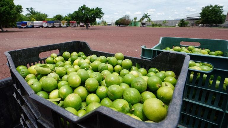 limon Michoacan paro productores