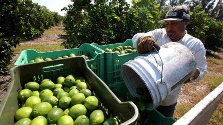 Limoneros de Michoacán ceden a pagar extorsiones al narcotráfico