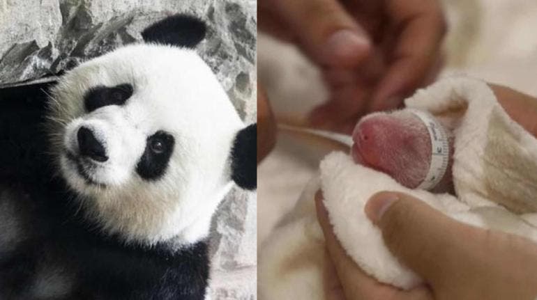 Nacen dos osos panda en cautiverio en Berlín