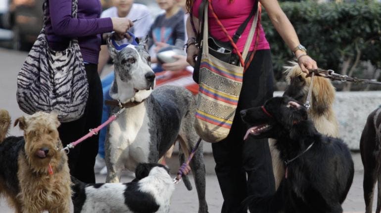 paseadores perros ignoran Ley Maple