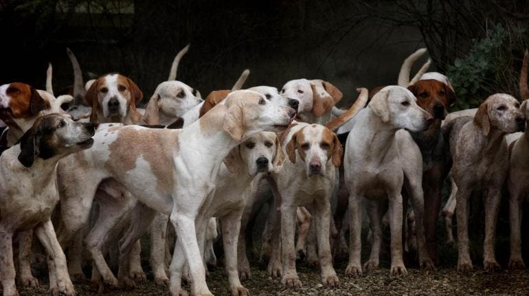 protestan productores carne perro Corea Sur
