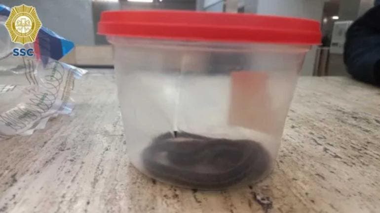 Aseguran otro reptil en Metro CDMX; hay un detenido