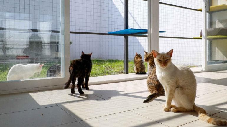 Gatitos