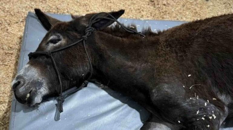 Judicializarán el caso de ‘Olivia’, burrita que sufrió quemaduras y la amputación de una pata