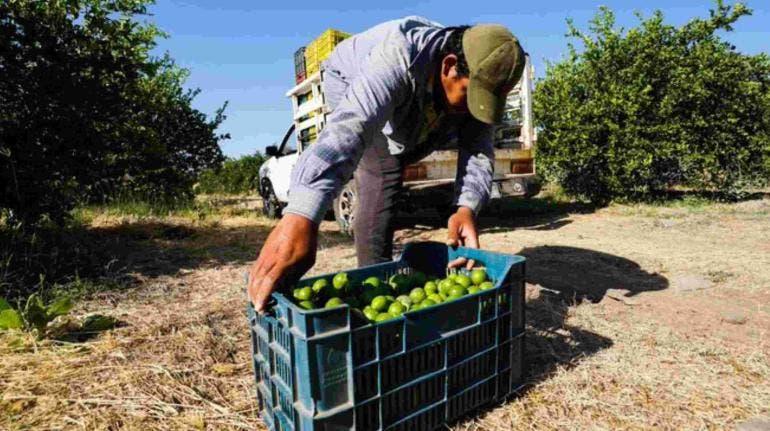 Productores de limón paran actividades tras asesinato de empresario en Michoacán