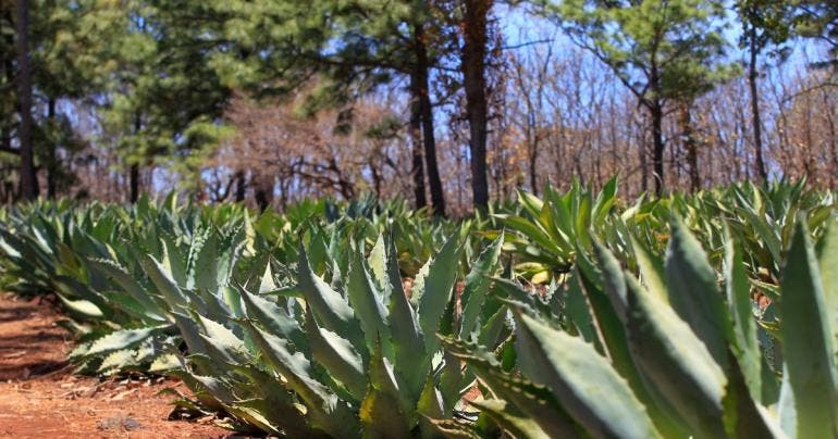 agave Mexico diversidad genetica
