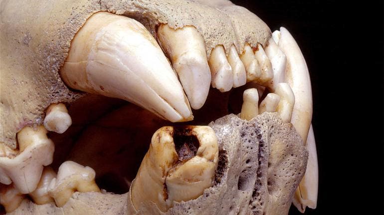 Dentadura de un león africano de hace más de un siglo