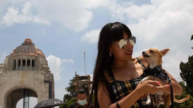 Los perritos entienden mejor si se les habla despacio, según un estudio 