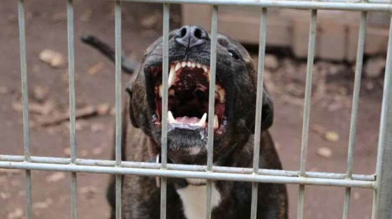 Niño de 5 años con lesiones en rostro y cráneo tras ataque de perro en Durango