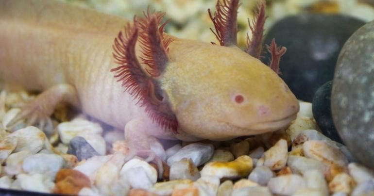 plan UNAM preservar ajolotes Xochimilco