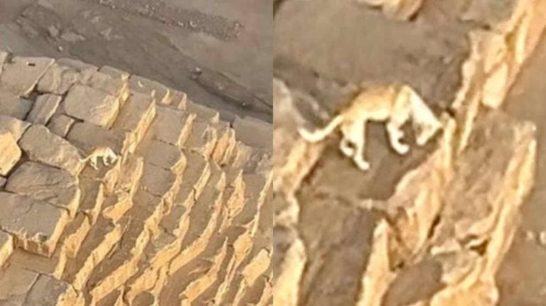 (video) Perrito escala y llega a la cima de la Gran Pirámide de Guiza 