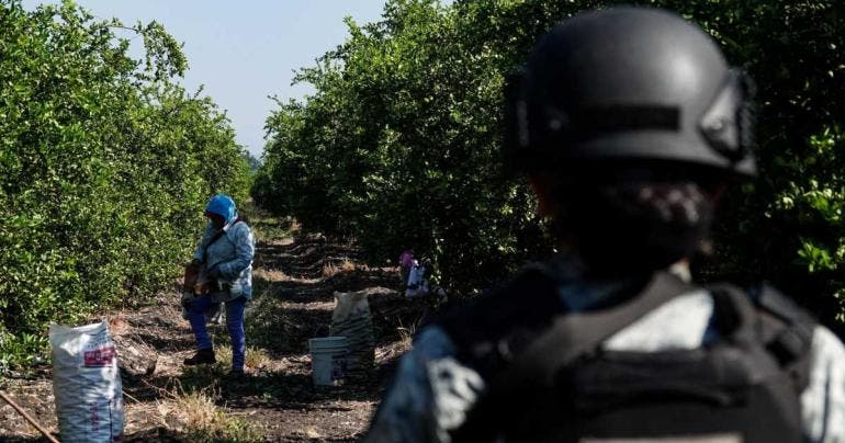 Operación contra extorsión a limoneros en Michoacán suma 66 detenidos 