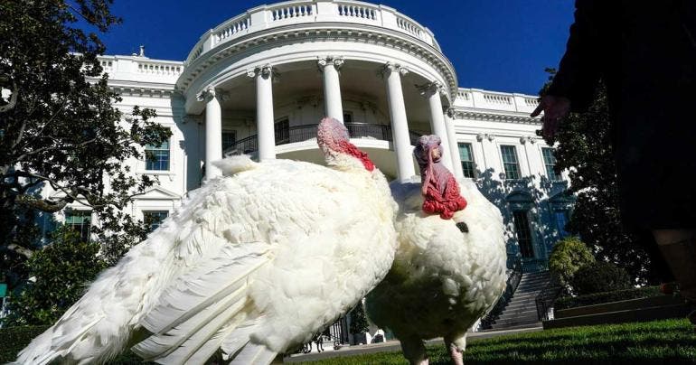 Pavos en la Casa Blanca