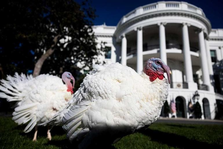 Peach y Blossom es el nombre de los dos pavos que, siguiendo la tradición, indultó este lunes el presidente de Estados Unidos, Joe Biden, salvándolos de acabar en el horno para la cena de Acción de Gracias (EFE)