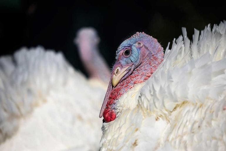 Peach y Blossom es el nombre de los dos pavos que, siguiendo la tradición, indultó este lunes el presidente de Estados Unidos, Joe Biden, salvándolos de acabar en el horno para la cena de Acción de Gracias (EFE)