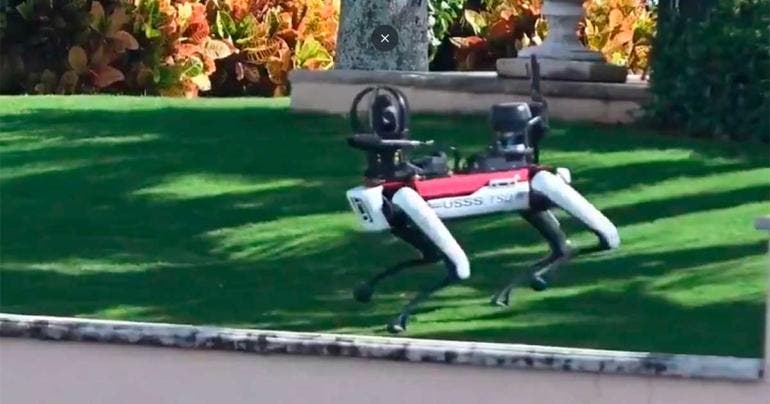 Perros robot