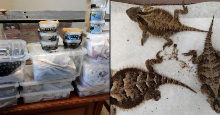 Rescatan 76 reptiles envueltos como paquetería en San Luis Potosí