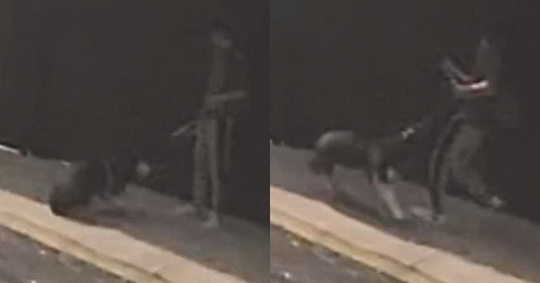 (video) Paseador de perros patea y maltrata a husky en Las Águilas, AO
