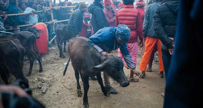 Búfalos sacrificados en Nepal