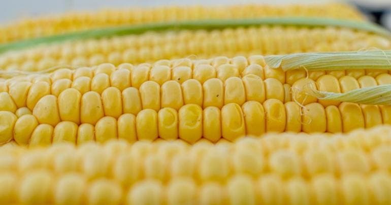 Estados Unidos gana disputa contra México sobre maíz transgénico 