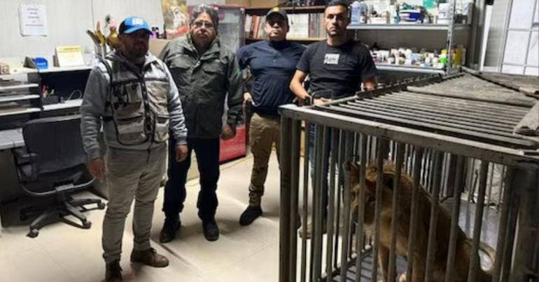 Profepa resguarda a león africano rescatado en Baja California