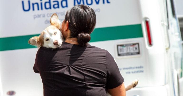 Aclara Benito Juárez que no es responsable de campaña que afectó a perros