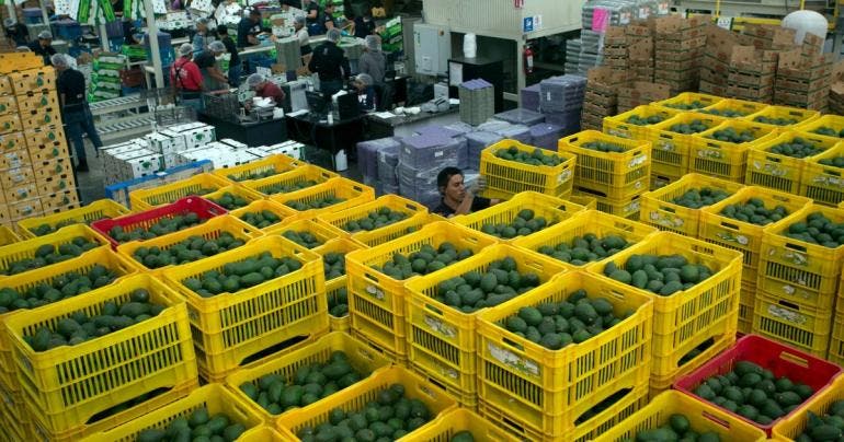 aguacateros exportaciones EU