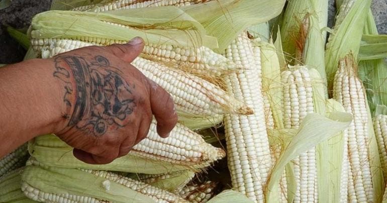 Campana Nacional Sin Maiz No Hay Pais maiz transgenico