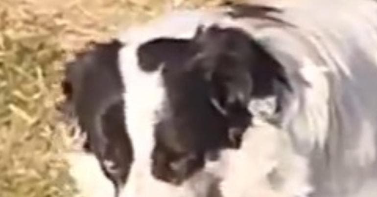 perro craneo humano Ecatepec Jardines de Morelos