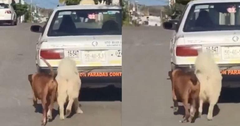 Video  Taxista en Oaxaca amarra a dos perritos a su auto y los arrastra 