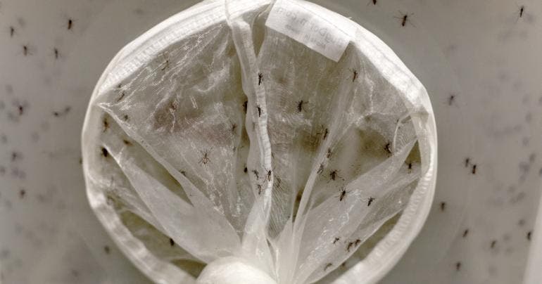 vigilancia dengue Chiapas